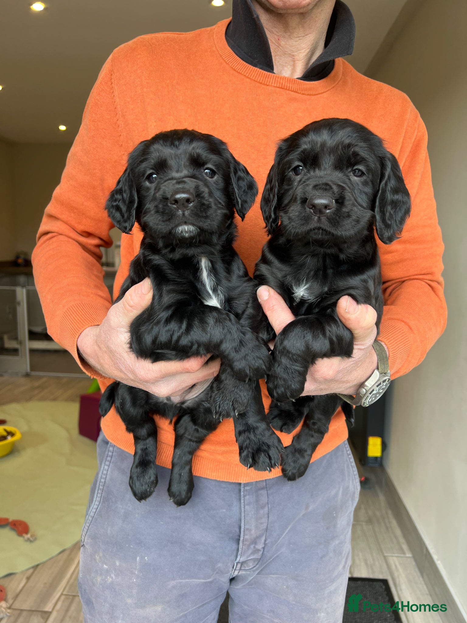 Cocker Spaniel dogs KC REGISTERED COCKER SPANIEL PUPPIES  - Advert 10