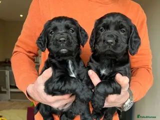 Cocker Spaniel dogs KC REGISTERED COCKER SPANIEL PUPPIES - Advert 10