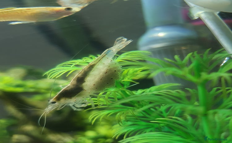 Shrimps fish - Advert 2
