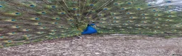 Peafowl poultry for sale: Black shoulder peacock  - Advert 2