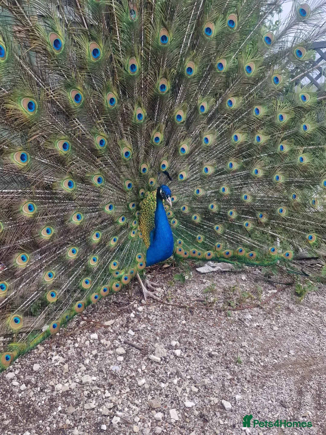 Peafowl poultry for sale: Black shoulder peacock  - Advert 2