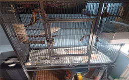 Budgerigars birds for sale: Male and Female Budgie looking for a new home ❤️ - Image 2