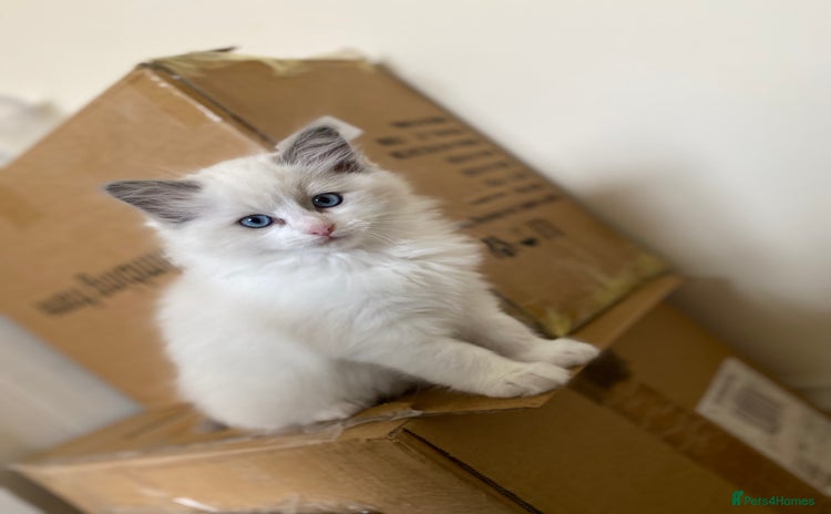 Ragdoll cats - Advert 9