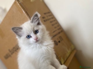 Ragdoll cats - Advert 5