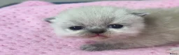 Exotic cats for sale: 3 beautiful quality exotic kittens - Advert 10