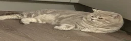British Shorthair cats for stud: Puffy - Advert 1