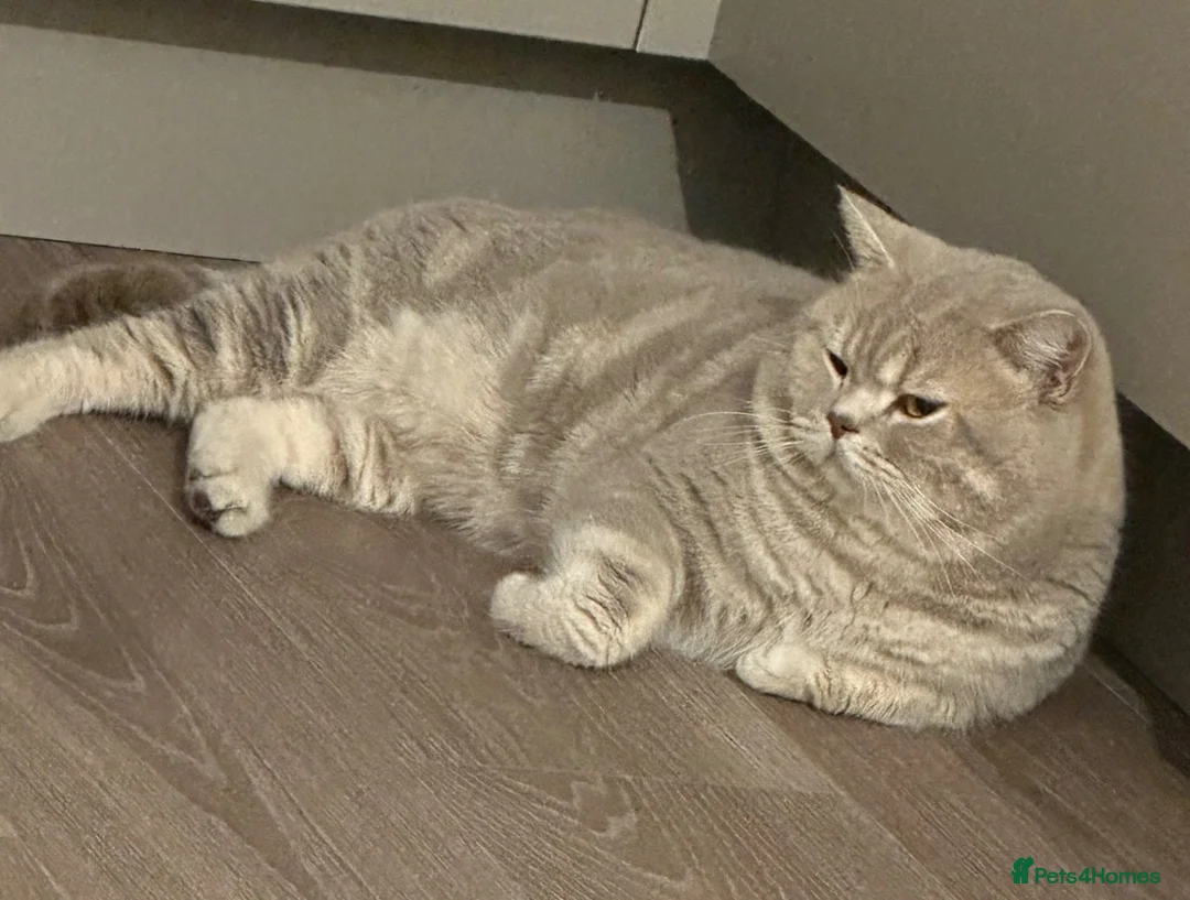 British Shorthair cats for stud: Puffy - Advert 1