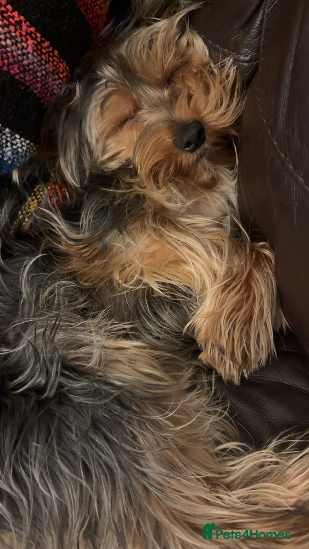 Yorkshire Terrier dogs for stud: For STUD - Advert 21