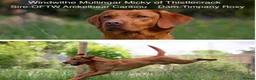 Labrador Retriever dogs for sale: Stunning KC Registered Labrador Puppies FTC Lines - Advert 3