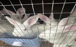 New Zealand rabbits for sale: New Zealand White  - Image 2