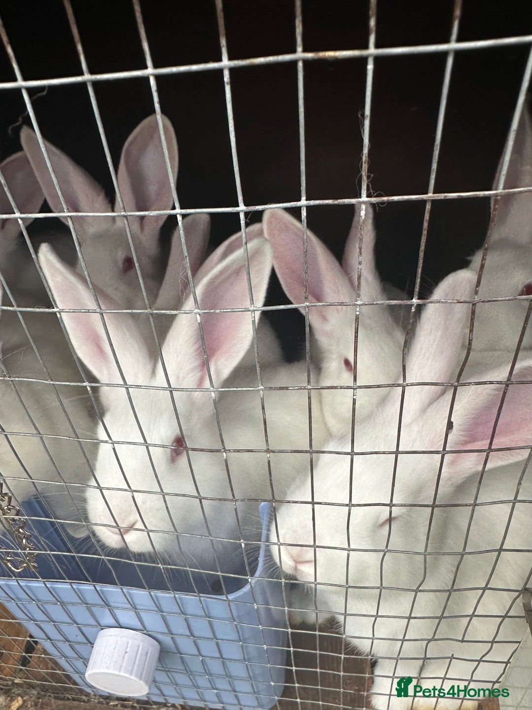 New Zealand rabbits for sale: New Zealand White  - Image 2