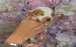 Beagle dogs for sale: KC Registered & Health Tested Puppies - Image 2