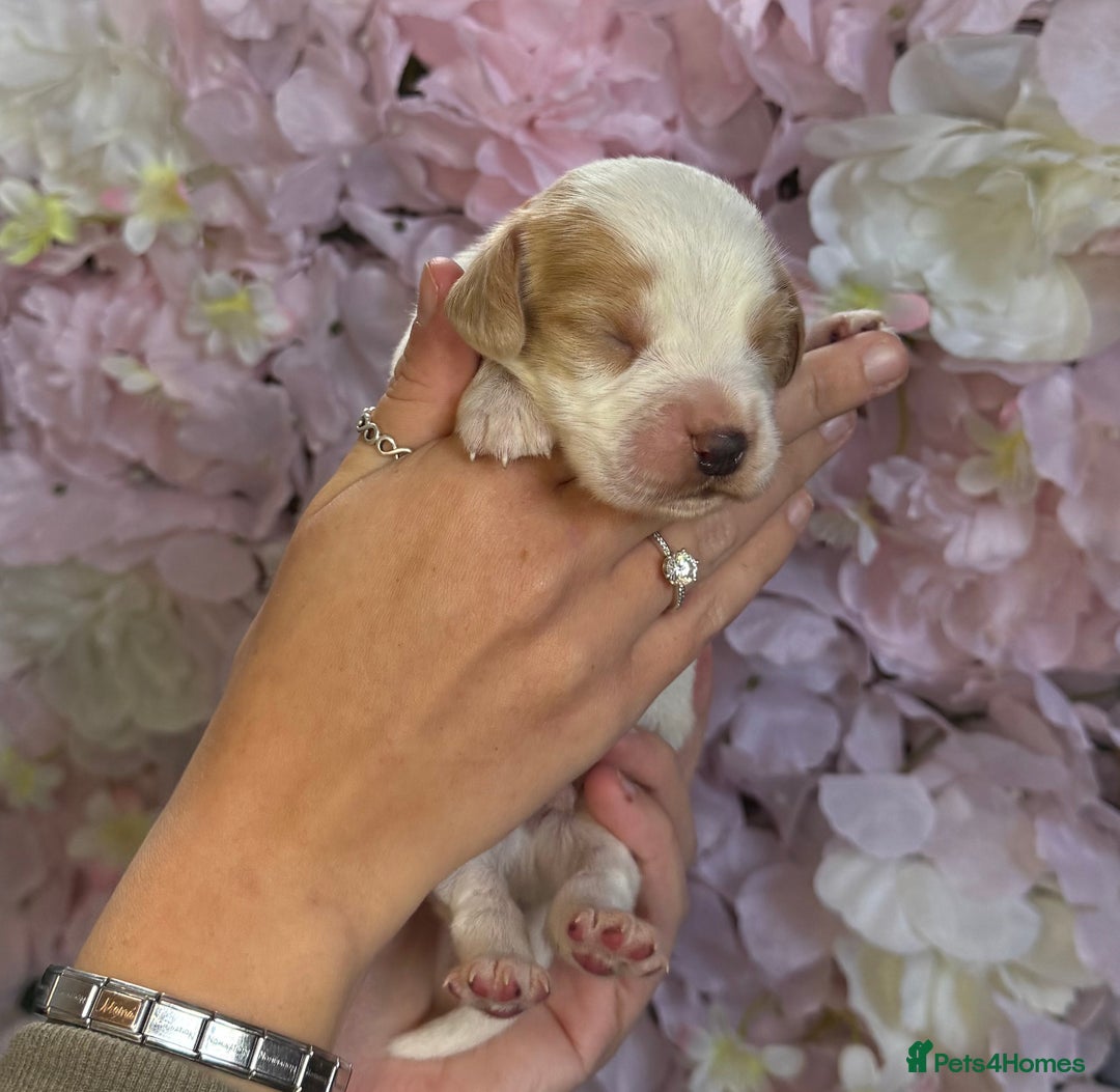 Beagle dogs for sale: KC Registered & Health Tested Puppies - Image 2