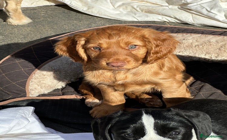 Cocker Spaniel dogs - Advert 2