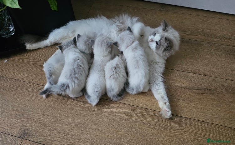 Ragdoll cats - Advert 9