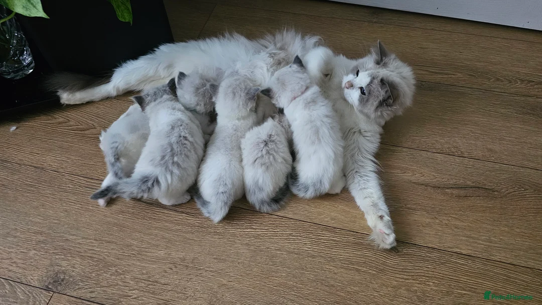 Ragdoll cats for sale: BOY ACTIVE GCCF  - Advert 12