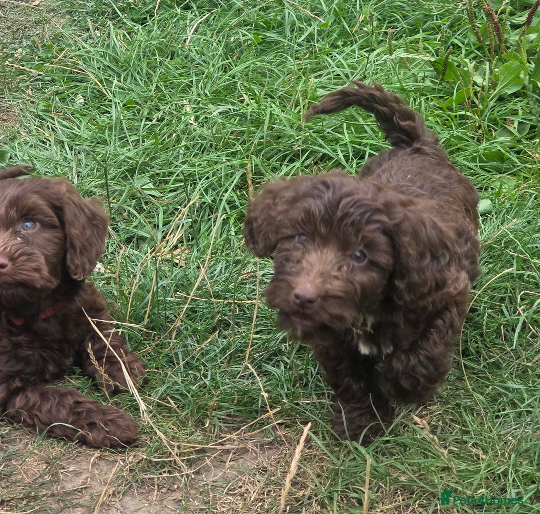 Cockapoo dogs for sale: Gorgeous Cockerpoo puppies  - Image 13