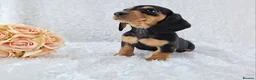 Miniature Dachshund dogs for sale: ❣️ REDUCED ❣️ Miniature Dachshund Puppies ❣️ - Advert 7