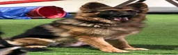 German Shepherd dogs for sale: A Healthy Litter Of 7 German Shepherds - Advert 7