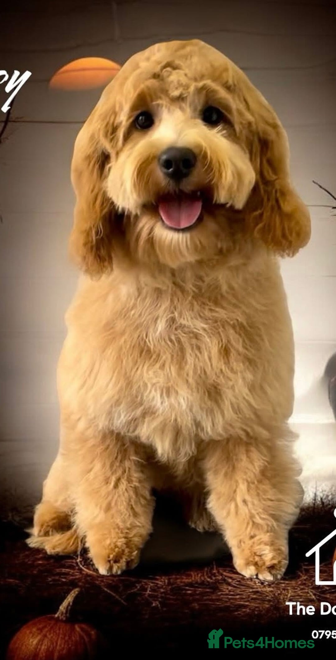 Cockapoo dogs for sale: Cockapoo puppies x5 - Advert 2