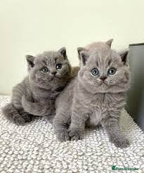 British Shorthair cats for sale: beautiful BSH kittens looking for new homes - Advert 1