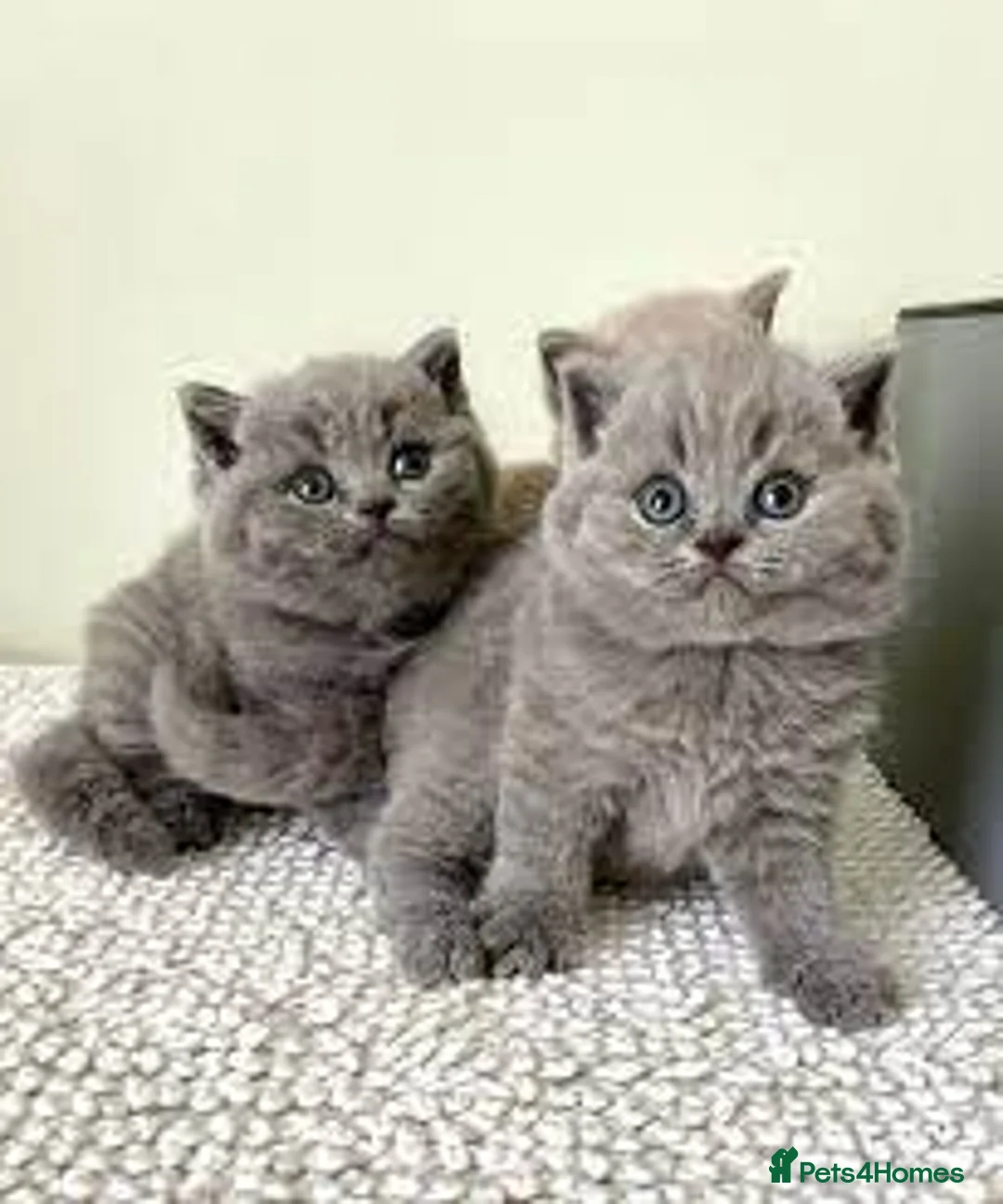 British Shorthair cats for sale: beautiful BSH kittens looking for new homes in London - Advert 1