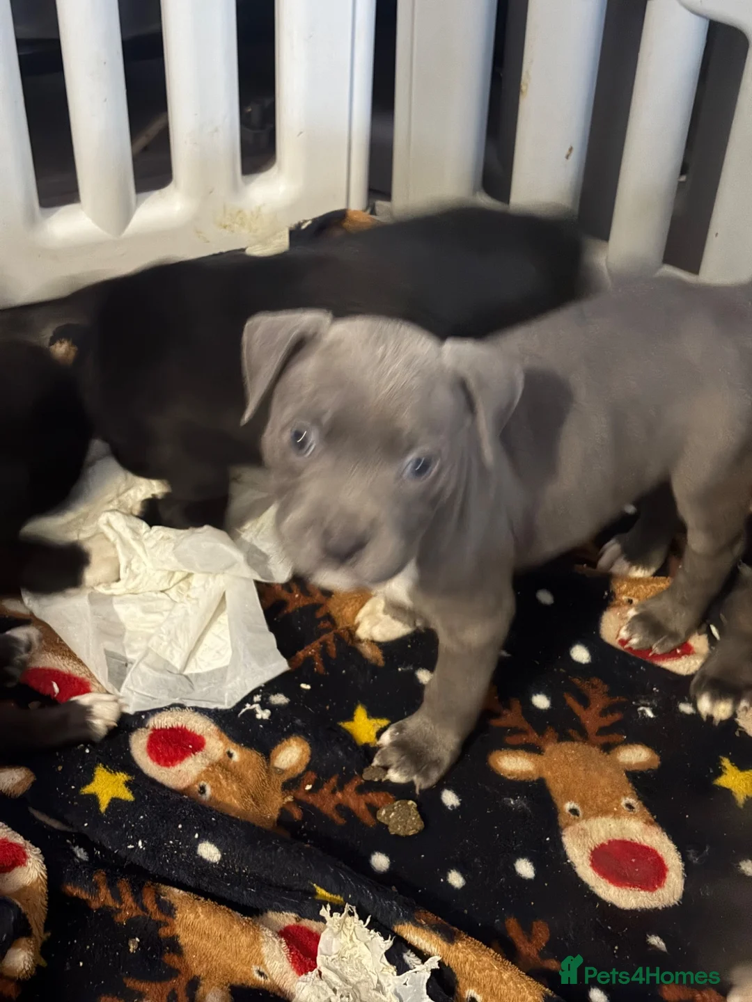 Mixed Breed dogs for sale: Beautiful blue white puppy  - Advert 3