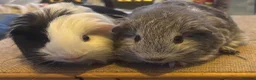 Guinea Pig rodents for sale: Guinea pigs boys and girls available  - Advert 1