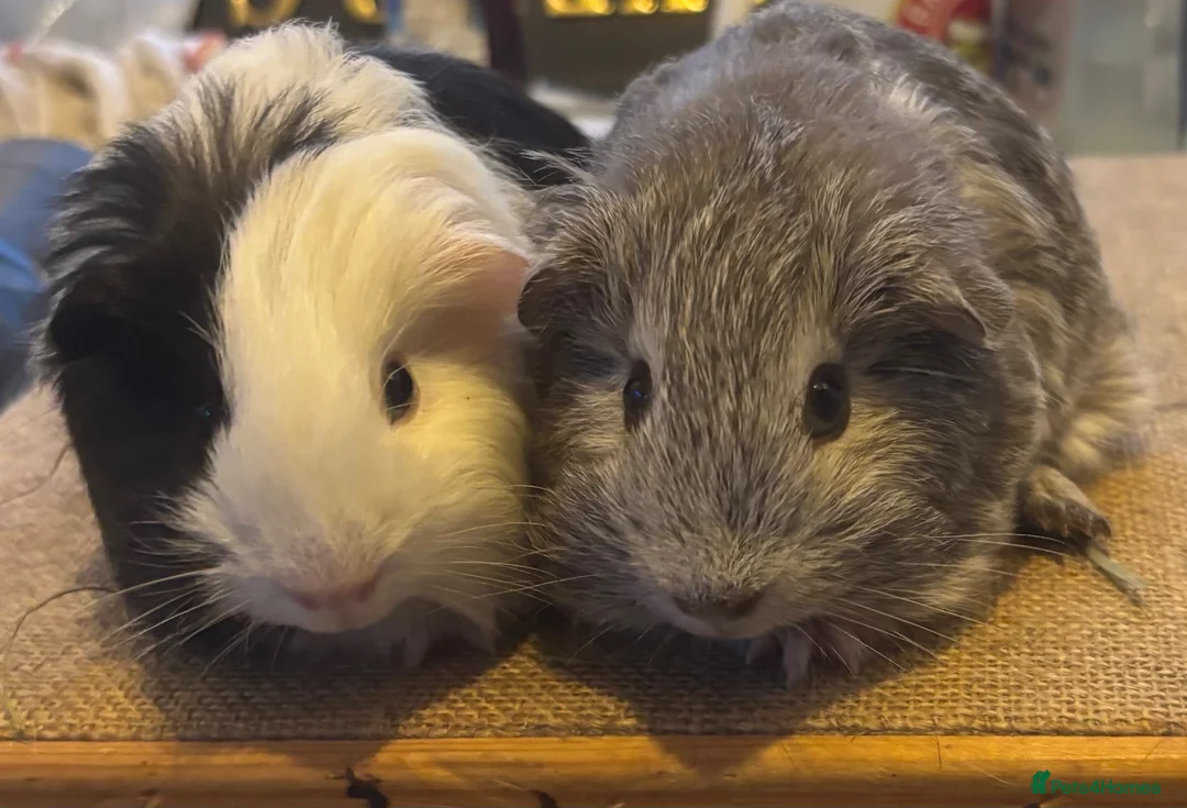 Guinea Pig rodents for sale: Guinea pigs boys and girls available  - Advert 1