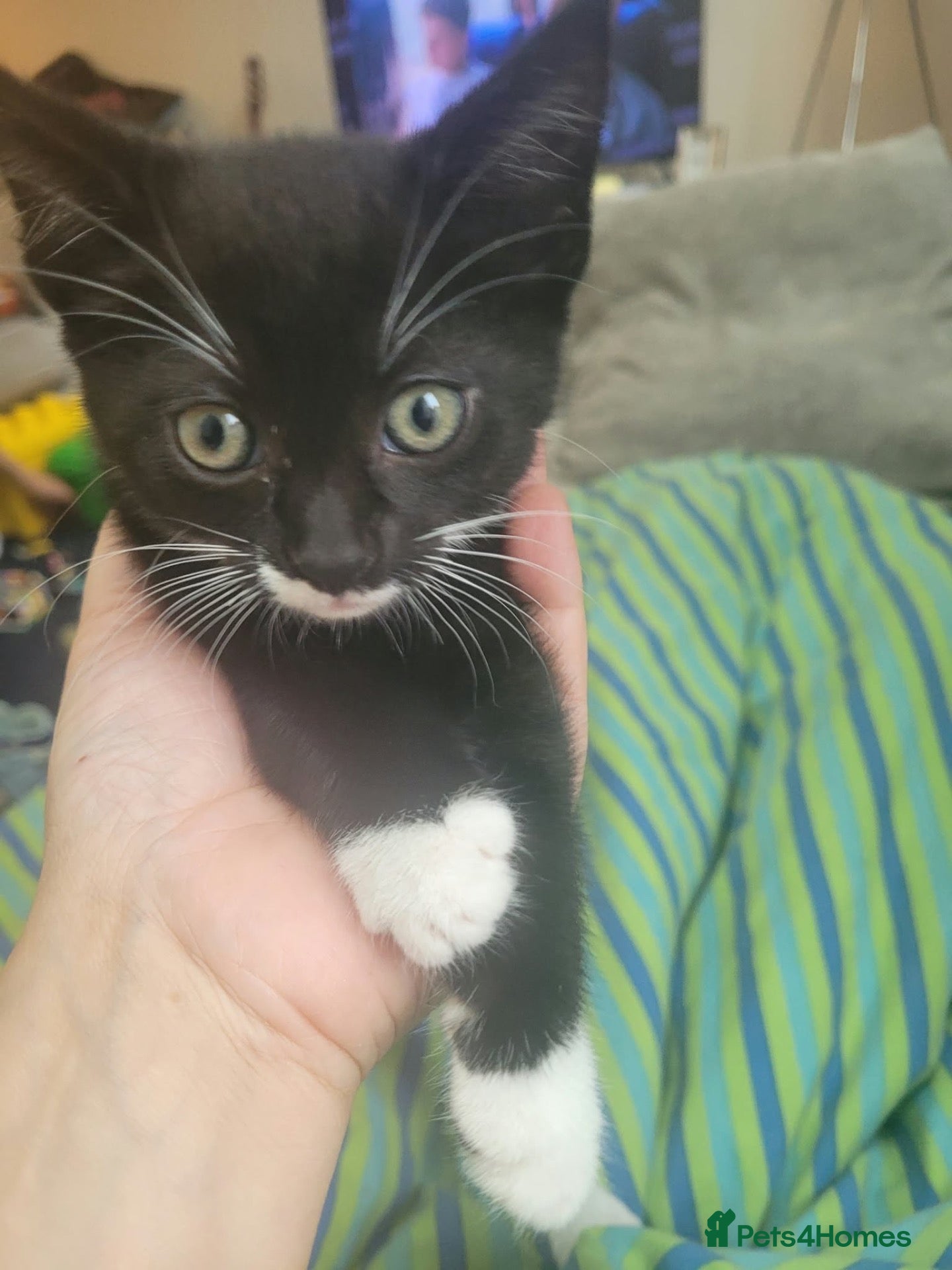 Mixed Breed cats kitten for sale - Advert 7
