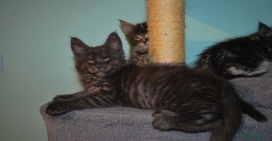 Maine Coon cats - Advert 5