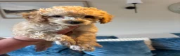 Toy Poodle dogs for sale: Beautiful Litter of Toy Poodle Pups  - Advert 14
