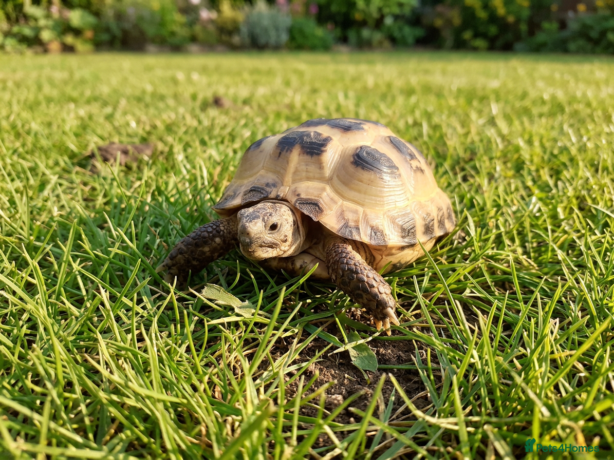 Tortoise reptiles 15-Month baby Female Horsefield Tortoise - Advert 4