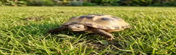 Tortoise reptiles for sale: 15-Month baby Female Horsefield Tortoise - Advert 1