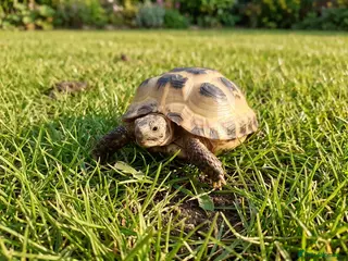 Tortoise reptiles 15-Month baby Female Horsefield Tortoise - Advert 4