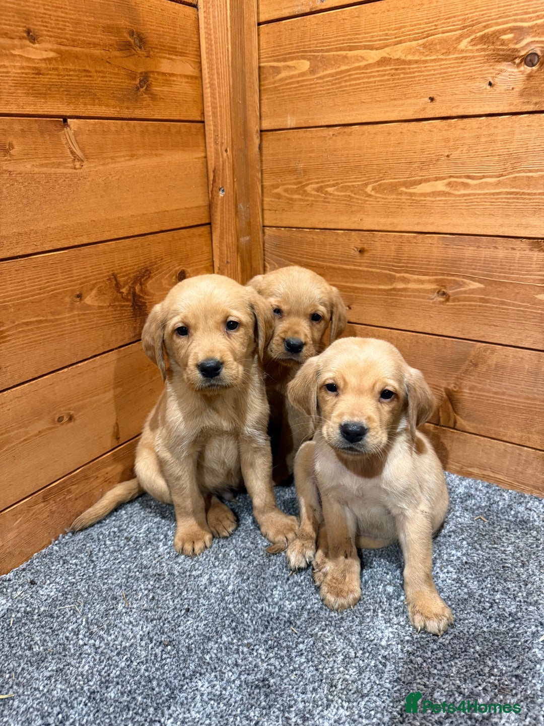 Goldador dogs for sale: Fox red goldadors  - Advert 1