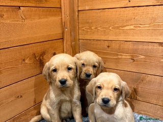 Goldador dogs Fox red goldadors - Advert 1