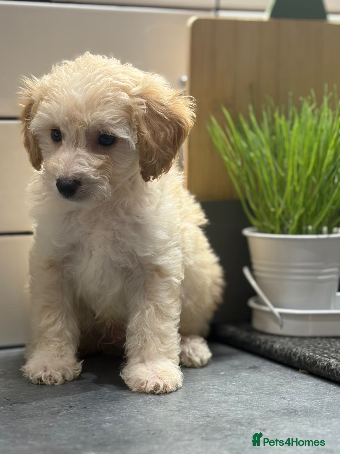 Cavapoo dogs Cavapoo males and female  - Advert 2