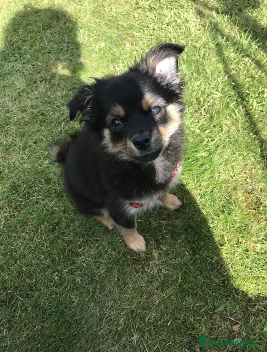 Pomchi dogs for sale: Cute pomchi boy - Advert 4