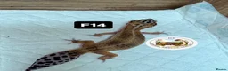 Gecko reptiles for sale: Large selection of lizards available for rehome - Advert 8