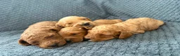 Cockapoo dogs for sale: F2 cockapoo puppies looking for homes! 🐶 in Pickering - Advert 2