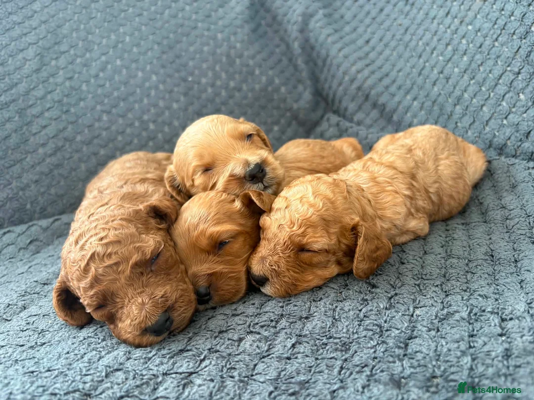 Cockapoo dogs for sale: F2 cockapoo puppies looking for homes! 🐶 in Pickering - Advert 2