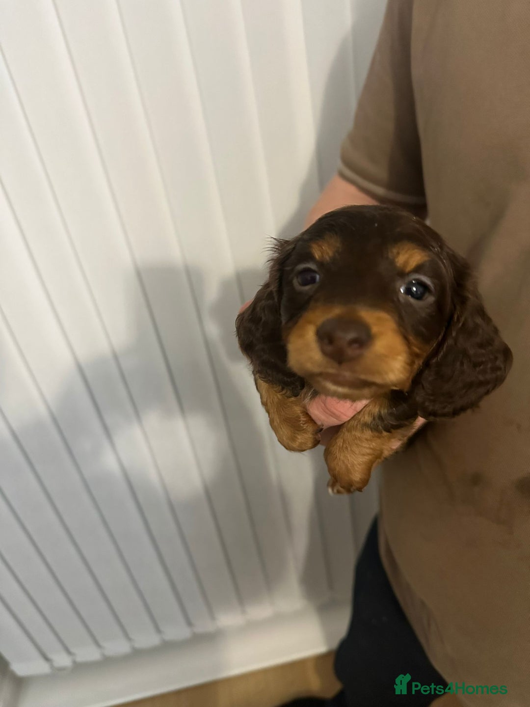 Miniature Dachshund dogs for sale: Miniature dachshunds  - Advert 7