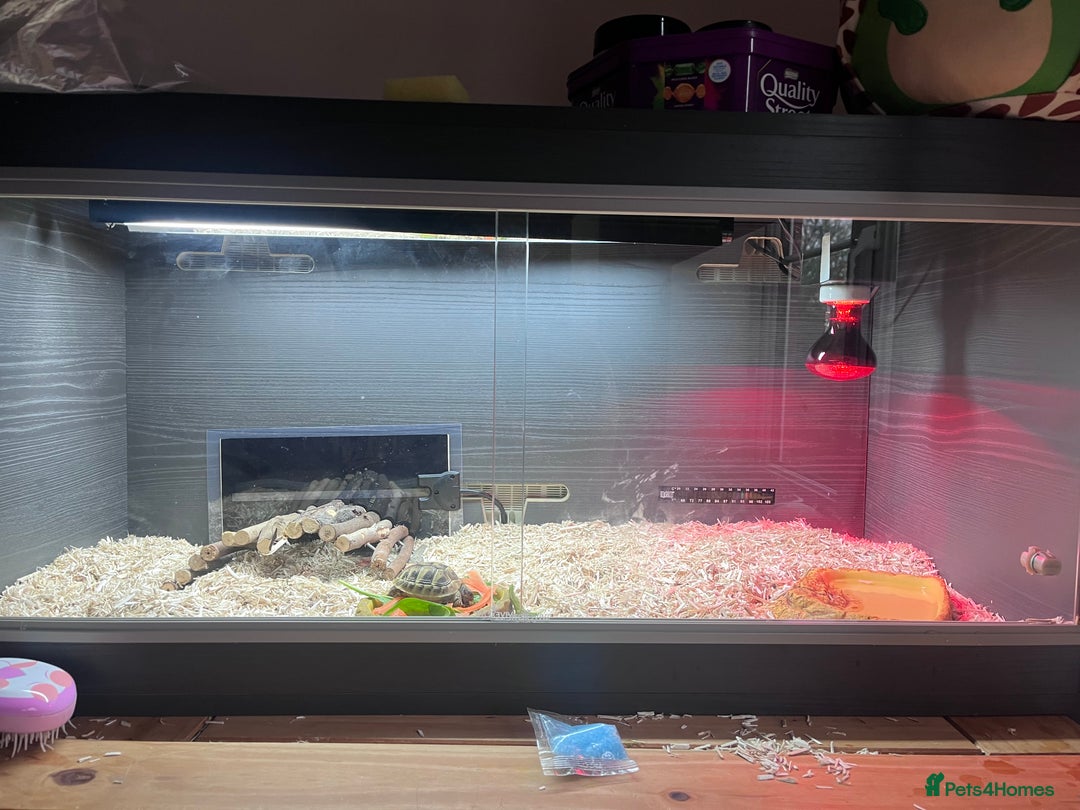Hermann Tortoise reptiles for sale: Young Hermann Tortoise with set up - Image 3