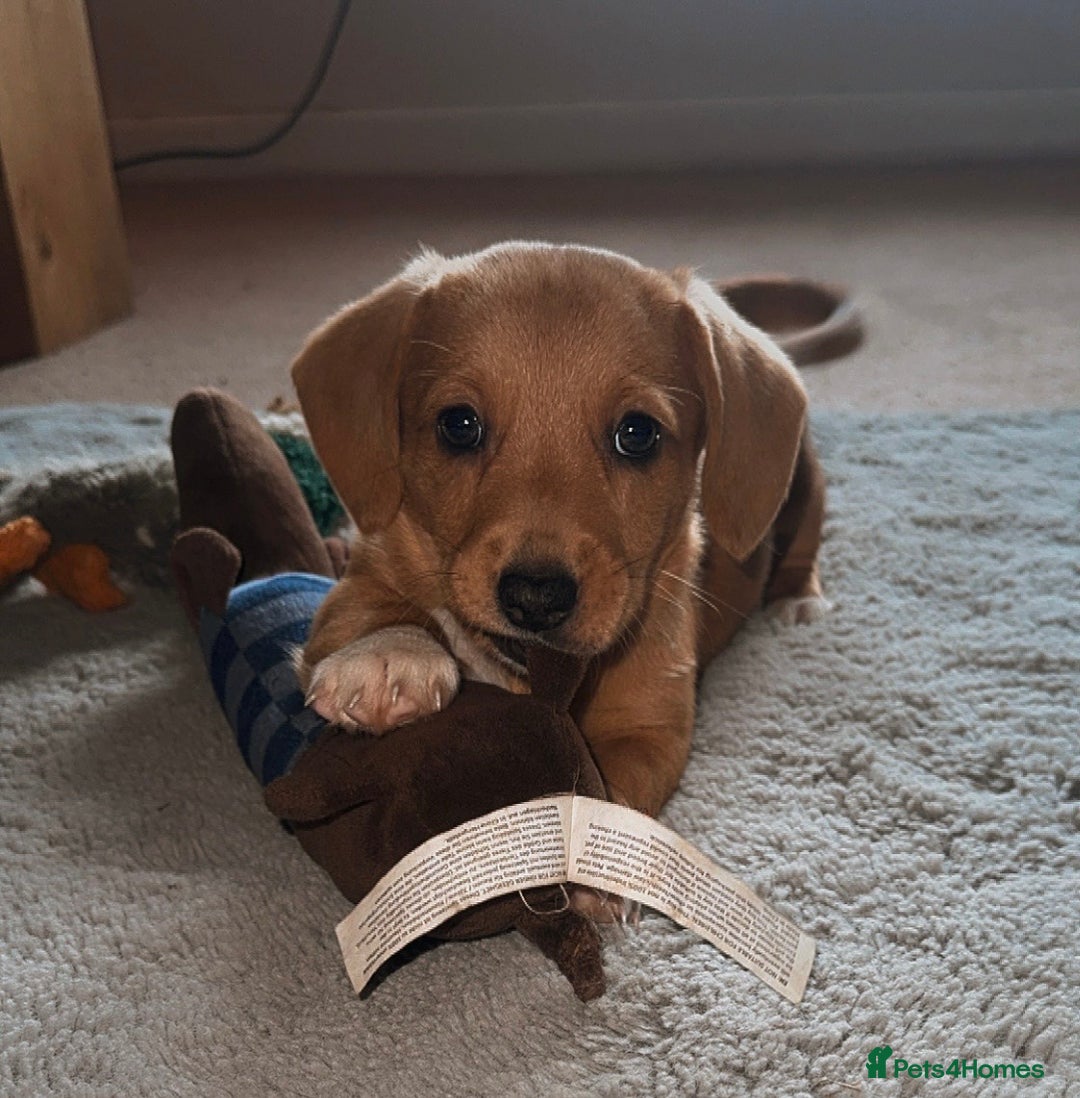 Mixed Breed dogs for sale: 💛Dorgi Puppies🤎 - Advert 19