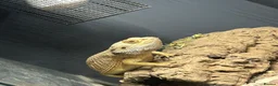 Bearded Dragon reptiles for sale: 5 year old bearded dragon  in Hartlepool - Advert 3