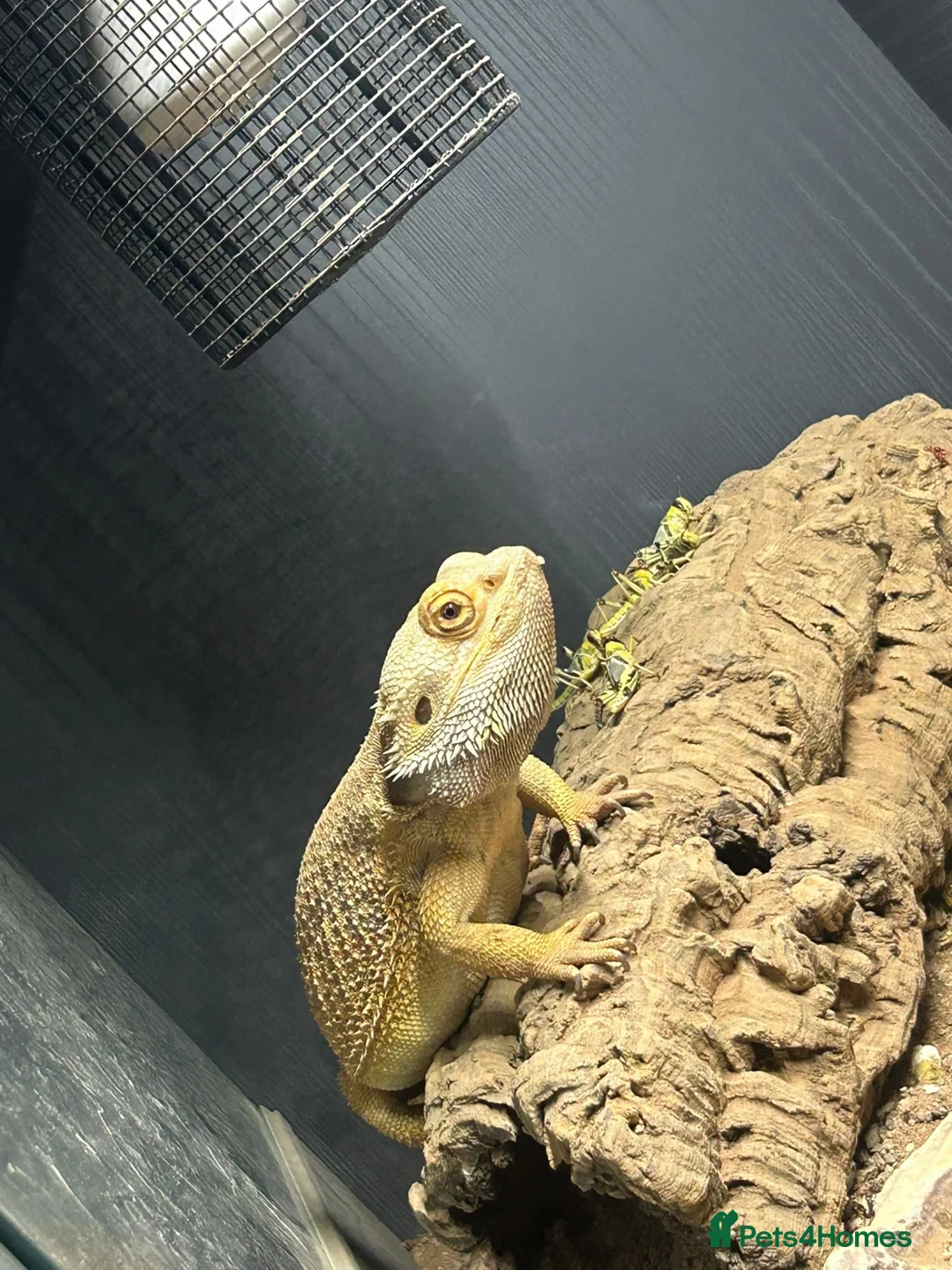 Bearded Dragon reptiles for sale: 5 year old bearded dragon  in Hartlepool - Advert 3