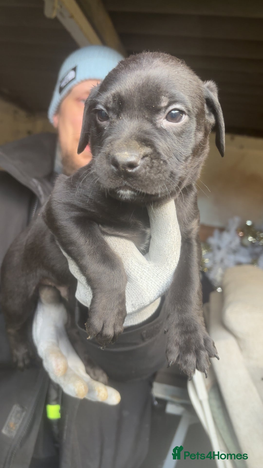 Mixed Breed dogs for sale: Rottiebulls - Advert 15