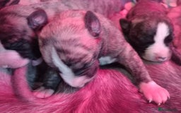 Whippet dogs for sale: Top Class Whippet Puppies bred from Champions - Image 27