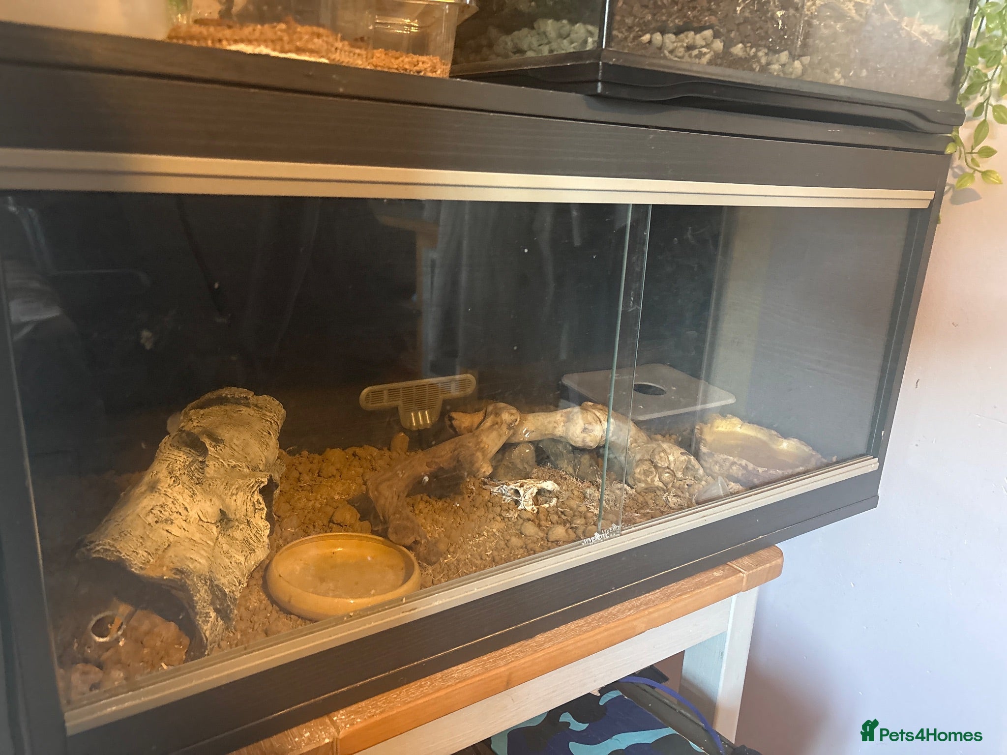 Leopard Gecko reptiles Leopard geko - Advert 2